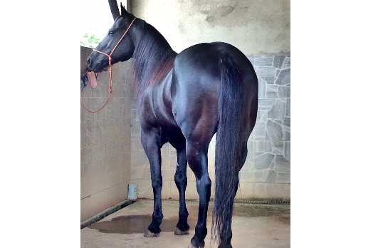 SHADY BROWN LEO